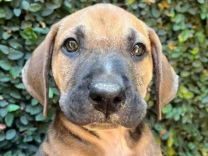 Cachorro raça SRD-ViraLata idade 2 a 6 meses nome Caetano Veloso