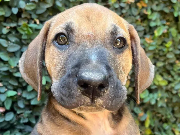 Cachorro ra a SRD-ViraLata idade 2 a 6 meses nome Caetano Veloso