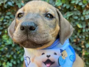 Cachorro raça SRD-ViraLata idade 2 a 6 meses nome Djavan