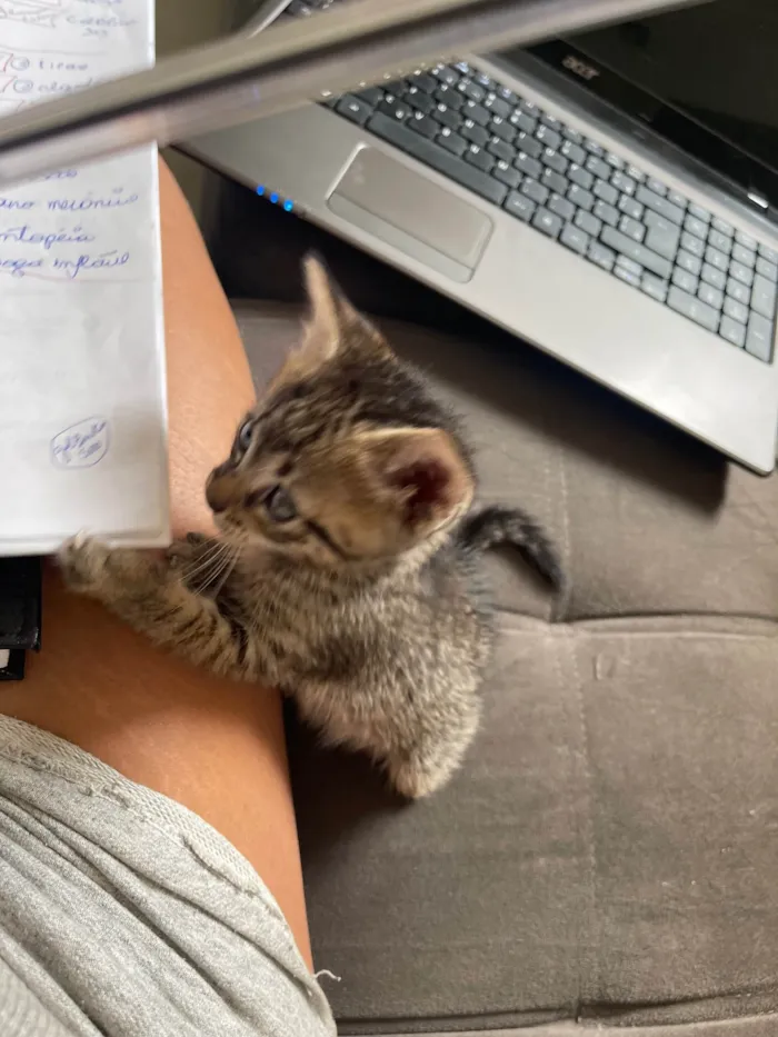 Cachorro ra a SRD-ViraLata idade Abaixo de 2 meses nome Zara 