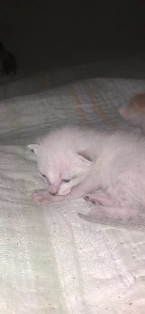 Gato ra a SRD-ViraLata idade 2 a 6 meses nome Acolocar