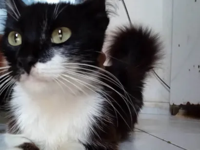 Gato raça SRD-ViraLata idade 2 anos nome Não tem nome ainda