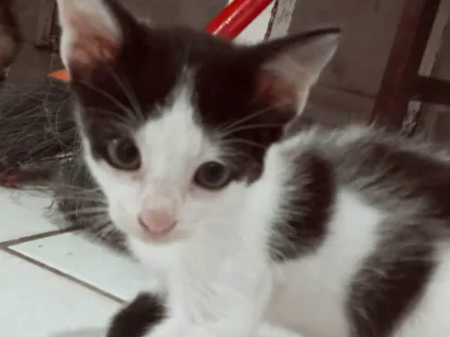 Gato raça SRD-ViraLata idade 2 a 6 meses nome Sem nome 