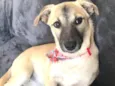 Lilly