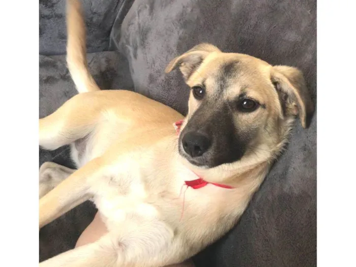 Cachorro ra a SRD-ViraLata idade 7 a 11 meses nome Lilly