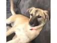 Lilly