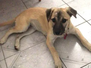 Cachorro raça SRD-ViraLata idade 7 a 11 meses nome Lilly
