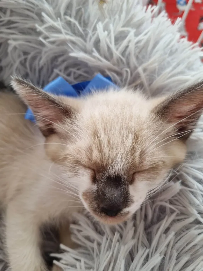 Gato ra a SRD-ViraLata idade 2 a 6 meses nome Olhos azuis