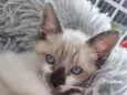 Olhos azuis