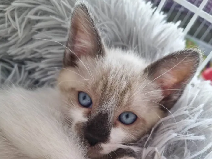 Gato ra a SRD-ViraLata idade 2 a 6 meses nome Olhos azuis
