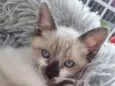 Olhos azuis
