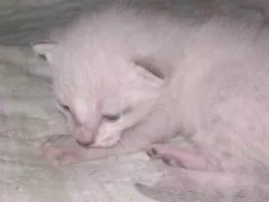 Gato raça SRD-ViraLata idade 2 a 6 meses nome Acolocar