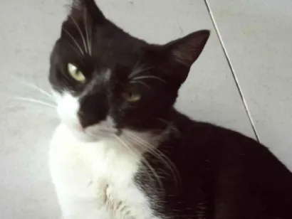 Gato raça SRD-ViraLata idade 1 ano nome Frajola