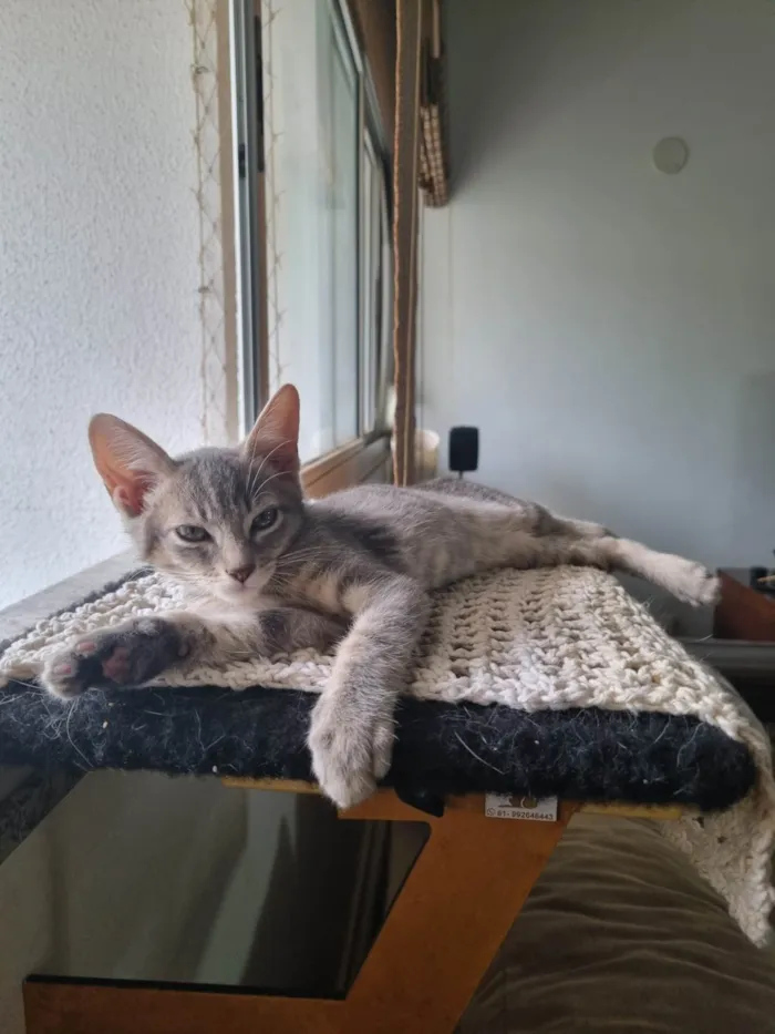 Gato ra a SRD-ViraLata idade 2 a 6 meses nome Oliver