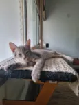 Oliver
