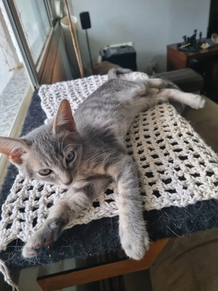 Gato ra a SRD-ViraLata idade 2 a 6 meses nome Oliver