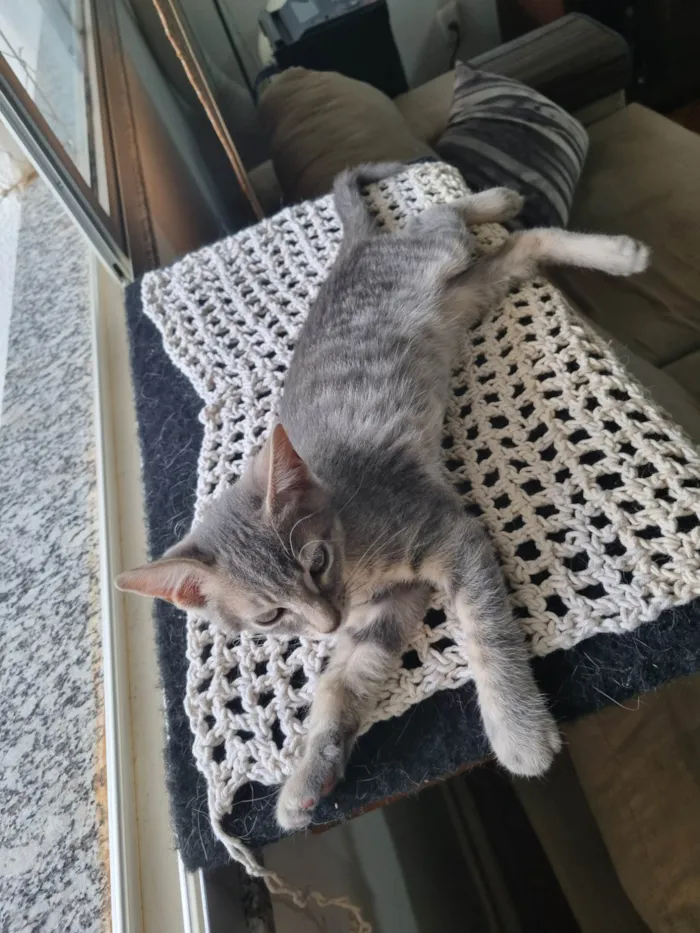 Gato ra a SRD-ViraLata idade 2 a 6 meses nome Oliver