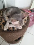 Oliver
