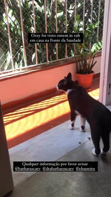 Gato ra a SRD-ViraLata idade 2 anos nome GRATIFICA - Ozzy