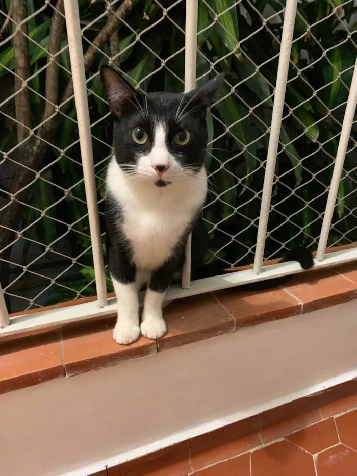Gato ra a SRD-ViraLata idade 2 anos nome GRATIFICA - Ozzy