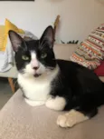 GRATIFICA - Ozzy