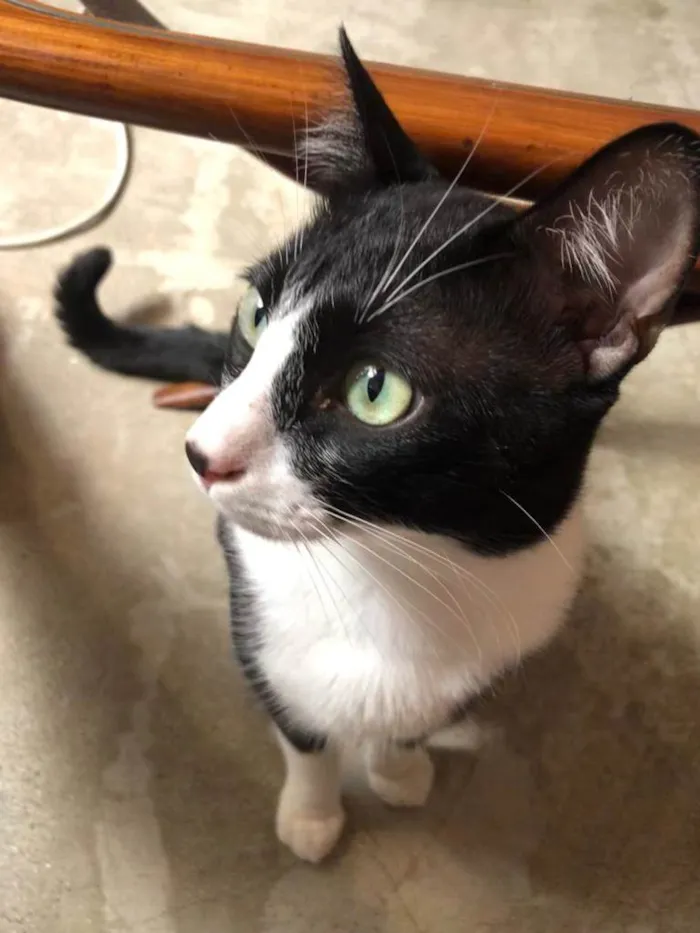 Gato ra a SRD-ViraLata idade 2 anos nome GRATIFICA - Ozzy