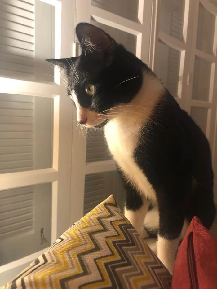 Gato ra a SRD-ViraLata idade 2 anos nome GRATIFICA - Ozzy