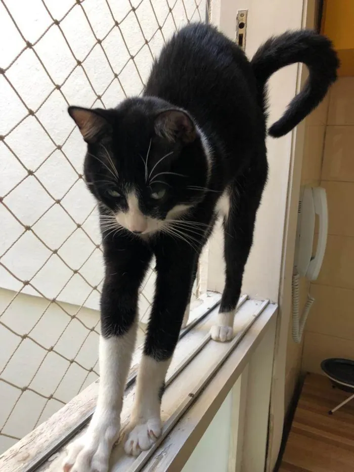Gato ra a SRD-ViraLata idade 2 anos nome GRATIFICA - Ozzy