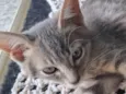 Oliver