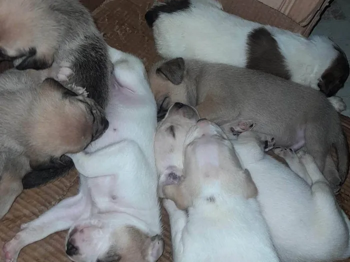 Cachorro ra a SRD-ViraLata idade Abaixo de 2 meses nome Sem nome