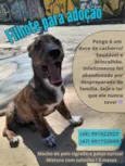 Pongo