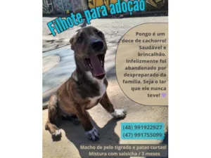 Cachorro raça Mistura entre border collie e salsicha  idade 2 a 6 meses nome Pongo 