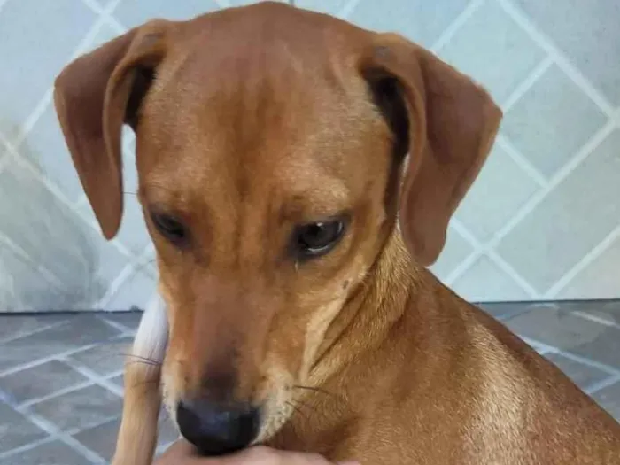 Cachorro ra a SRD-ViraLata idade 2 a 6 meses nome Não informado