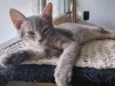 Oliver