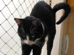 Gato raça SRD-ViraLata idade 2 anos nome GRATIFICA - Ozzy