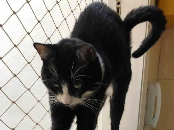 Gato ra a SRD-ViraLata idade 2 anos nome GRATIFICA - Ozzy