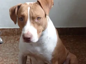 Cachorro raça Pit-Bull idade 3 anos nome Madonna