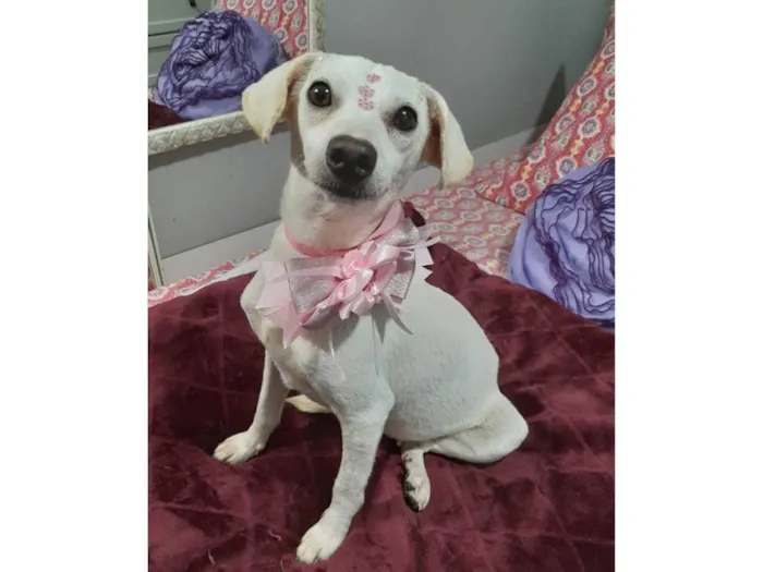 Cachorro ra a SRD-ViraLata idade 6 ou mais anos nome Duda