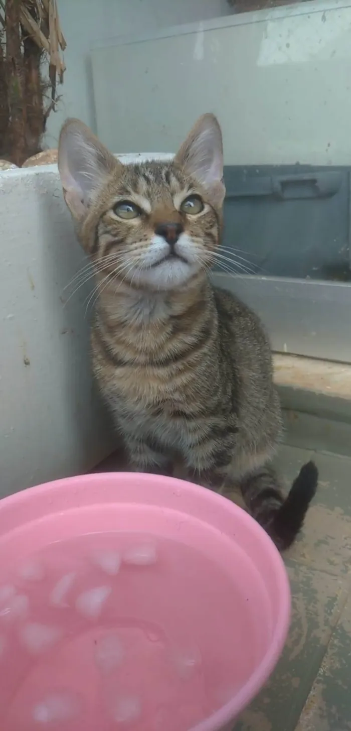 Gato ra a srd idade 2 a 6 meses nome NICK