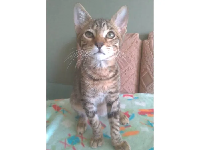Gato ra a srd idade 2 a 6 meses nome NICK
