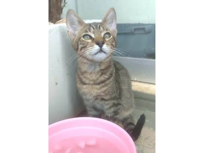 Gato ra a srd idade 2 a 6 meses nome NICK