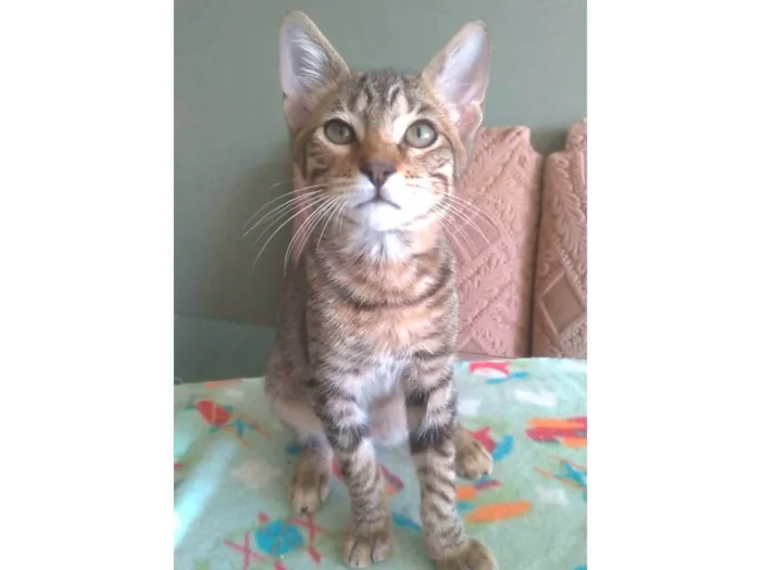 Gato ra a srd idade 2 a 6 meses nome NICK