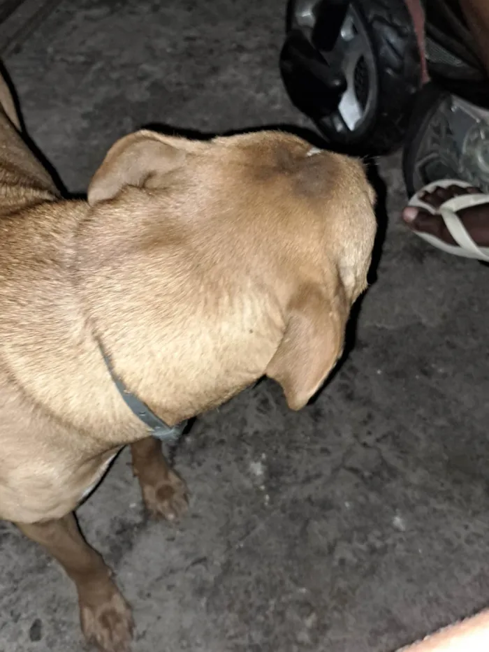 Cachorro ra a Pitbull aqueles com um tom rosado no nariz  idade 2 anos nome Mel