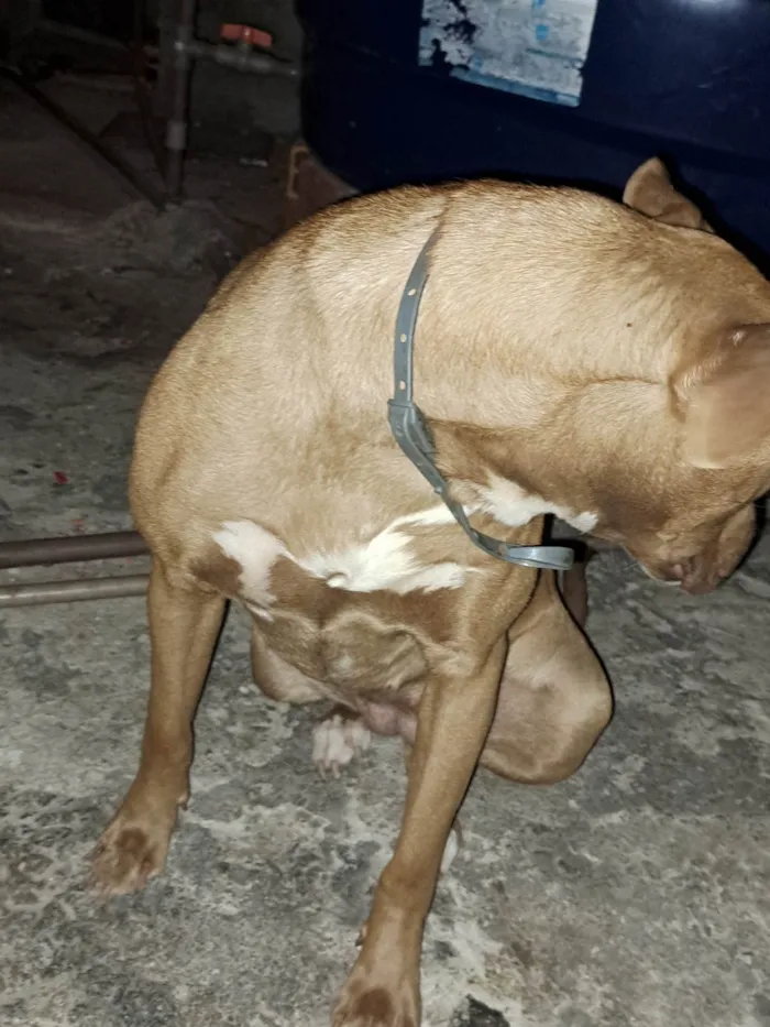 Cachorro ra a Pitbull aqueles com um tom rosado no nariz  idade 2 anos nome Mel