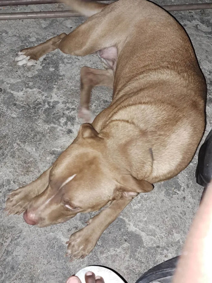 Cachorro ra a Pitbull aqueles com um tom rosado no nariz  idade 2 anos nome Mel