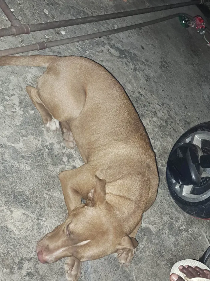 Cachorro ra a Pitbull aqueles com um tom rosado no nariz  idade 2 anos nome Mel