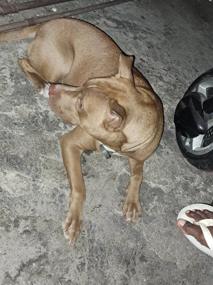 Cachorro ra a Pitbull aqueles com um tom rosado no nariz  idade 2 anos nome Mel