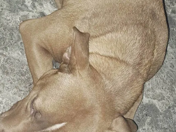 Cachorro ra a Pitbull aqueles com um tom rosado no nariz  idade 2 anos nome Mel