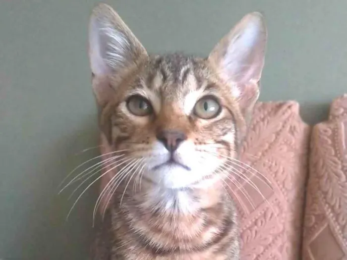 Gato ra a srd idade 2 a 6 meses nome NICK