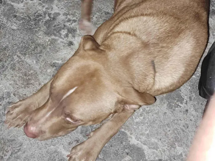 Cachorro ra a Pitbull aqueles com um tom rosado no nariz  idade 2 anos nome Mel